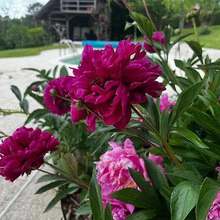 Zelena Oaza Nadomak Beograda Holiday home *